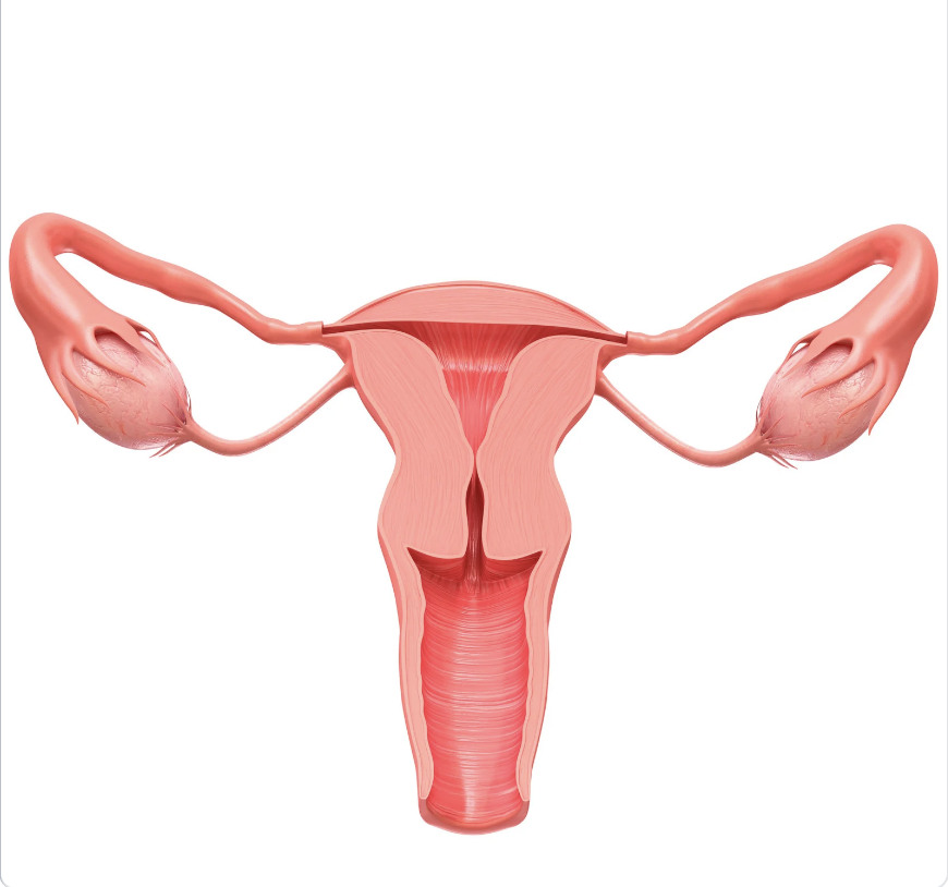 model of the uterus, fallopian tubes, and ovaries. 3 important structures that can alter the menstrual cycle. 